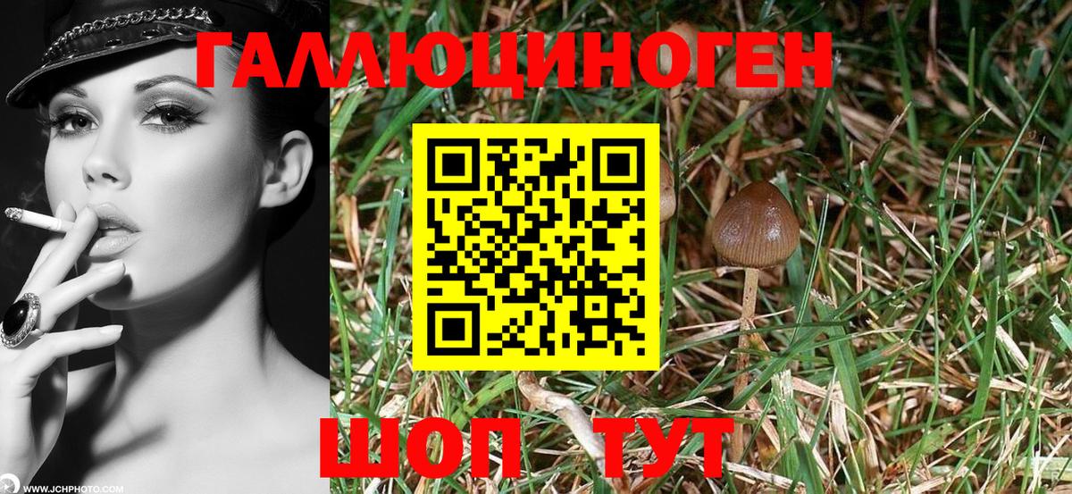 хочу наркоту  Галлюциногенные грибы MAGIC MUSHROOMS  Вход с VPN  Строитель 